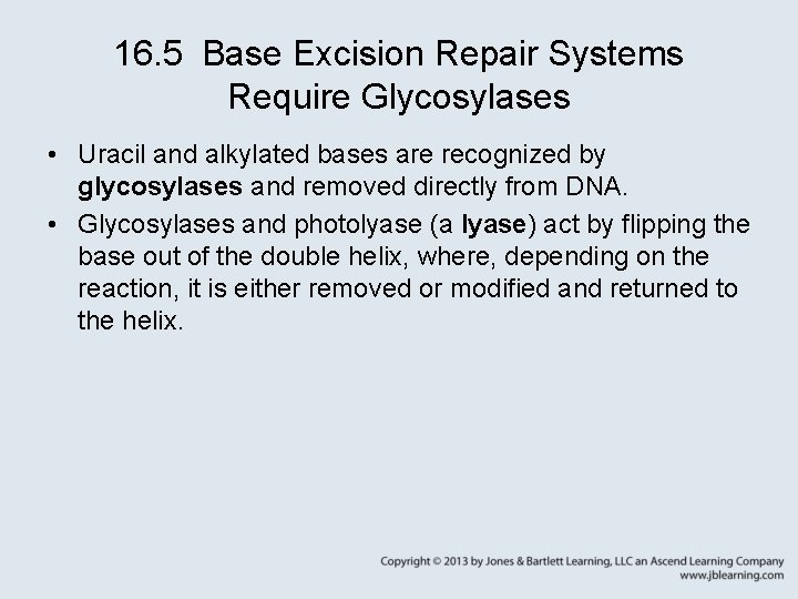 16. 5 Base Excision Repair Systems Require Glycosylases • Uracil and alkylated bases are