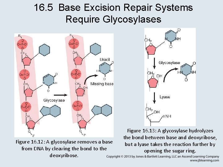 16. 5 Base Excision Repair Systems Require Glycosylases Figure 16. 12: A glycosylase removes