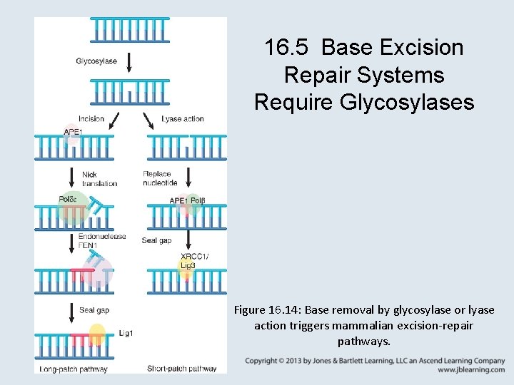 16. 5 Base Excision Repair Systems Require Glycosylases Figure 16. 14: Base removal by