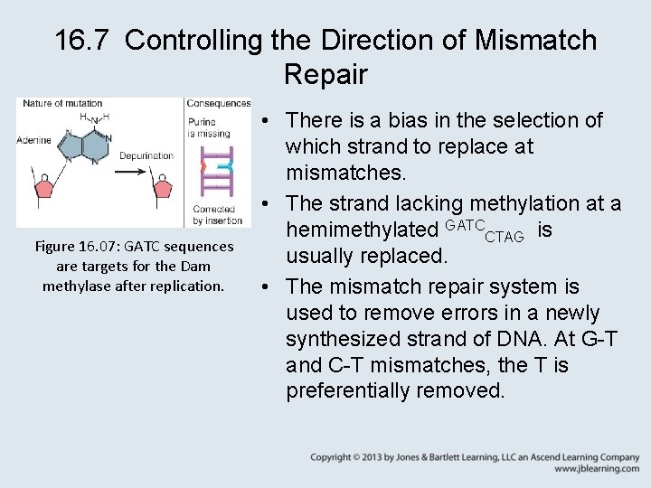 16. 7 Controlling the Direction of Mismatch Repair Figure 16. 07: GATC sequences are