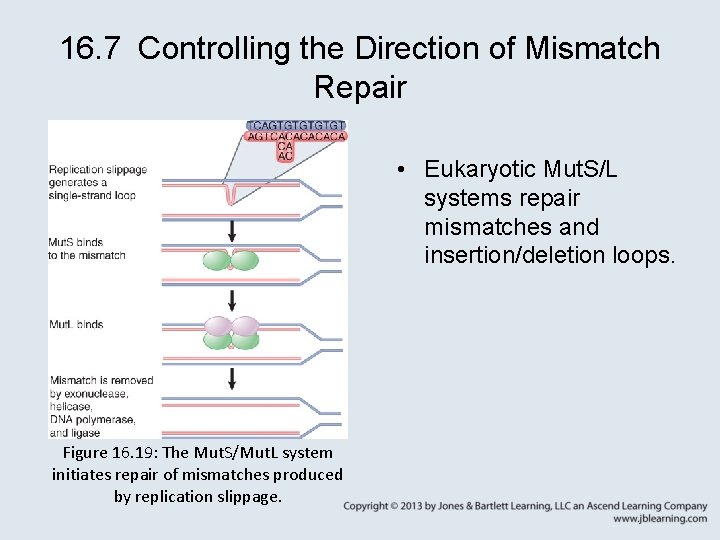 16. 7 Controlling the Direction of Mismatch Repair • Eukaryotic Mut. S/L systems repair