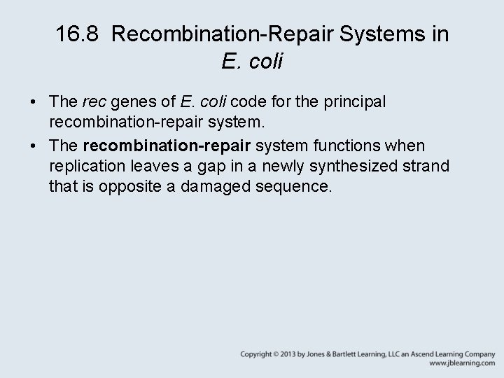 16. 8 Recombination-Repair Systems in E. coli • The rec genes of E. coli