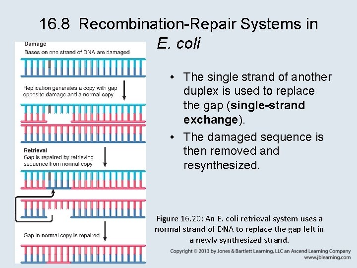 16. 8 Recombination-Repair Systems in E. coli • The single strand of another duplex