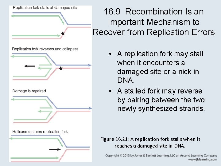 16. 9 Recombination Is an Important Mechanism to Recover from Replication Errors • A