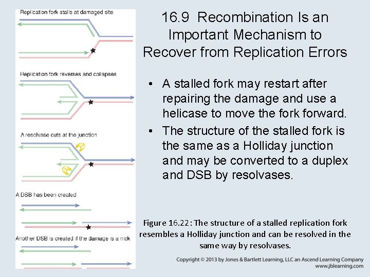 16. 9 Recombination Is an Important Mechanism to Recover from Replication Errors • A