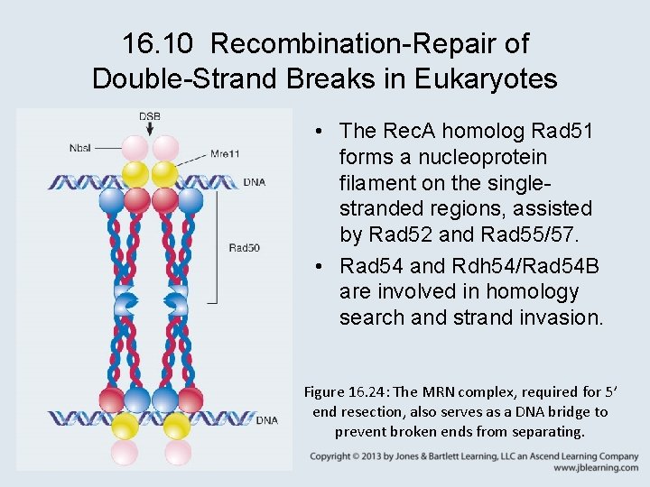 16. 10 Recombination-Repair of Double-Strand Breaks in Eukaryotes • The Rec. A homolog Rad