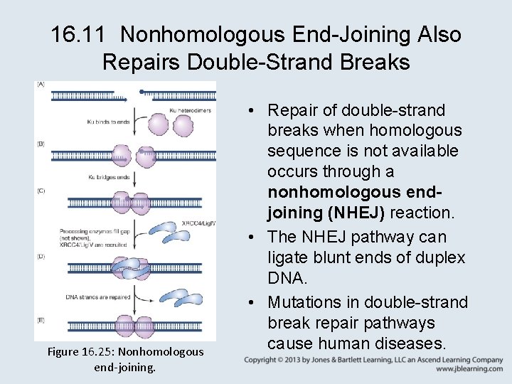 16. 11 Nonhomologous End-Joining Also Repairs Double-Strand Breaks Figure 16. 25: Nonhomologous end-joining. •