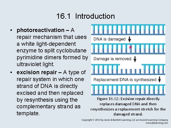 16. 1 Introduction • photoreactivation – A repair mechanism that uses a white light-dependent