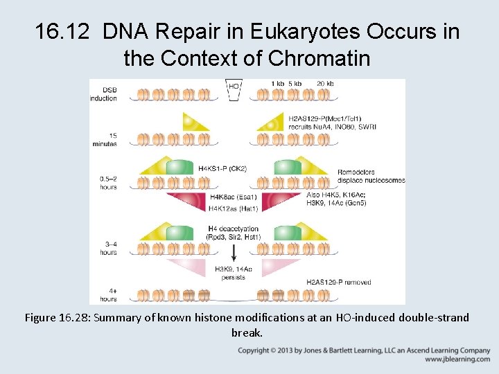 16. 12 DNA Repair in Eukaryotes Occurs in the Context of Chromatin Figure 16.