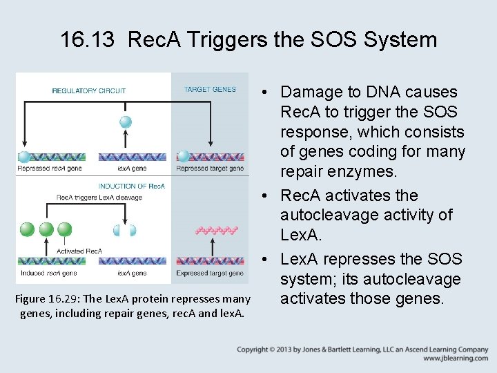 16. 13 Rec. A Triggers the SOS System Figure 16. 29: The Lex. A