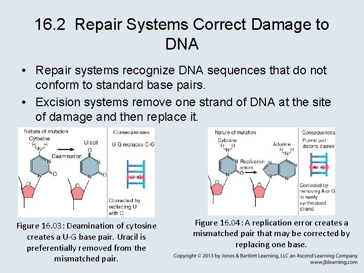 16. 2 Repair Systems Correct Damage to DNA • Repair systems recognize DNA sequences