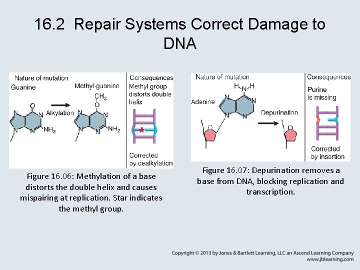 16. 2 Repair Systems Correct Damage to DNA Figure 16. 06: Methylation of a