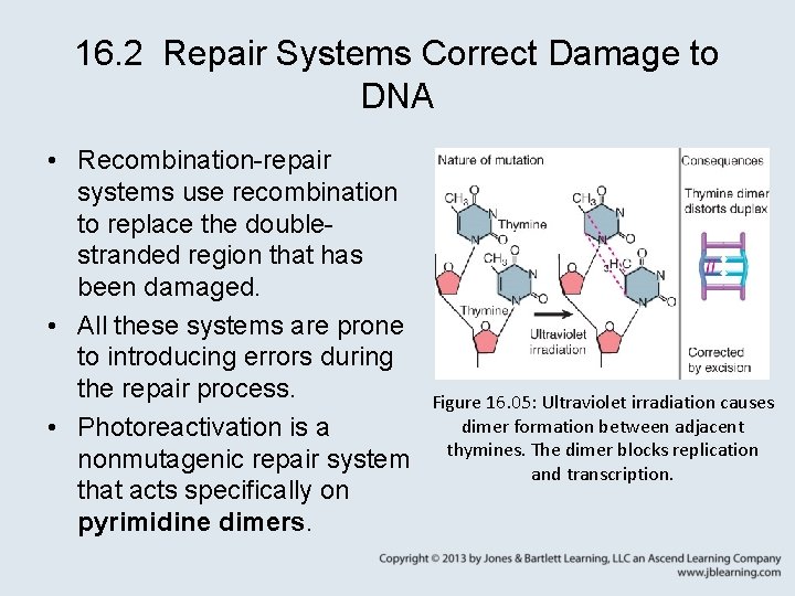 16. 2 Repair Systems Correct Damage to DNA • Recombination-repair systems use recombination to