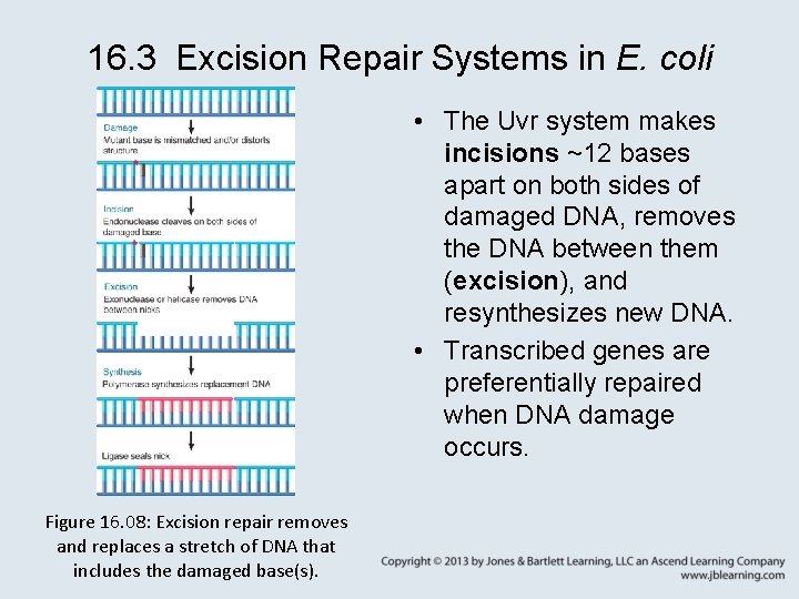 16. 3 Excision Repair Systems in E. coli • The Uvr system makes incisions