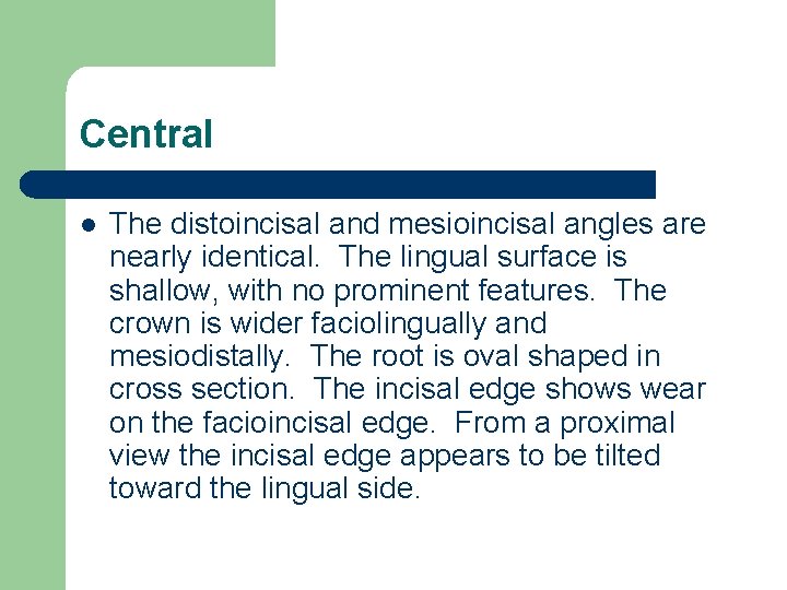 Central l The distoincisal and mesioincisal angles are nearly identical. The lingual surface is