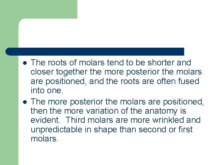 l l The roots of molars tend to be shorter and closer together the