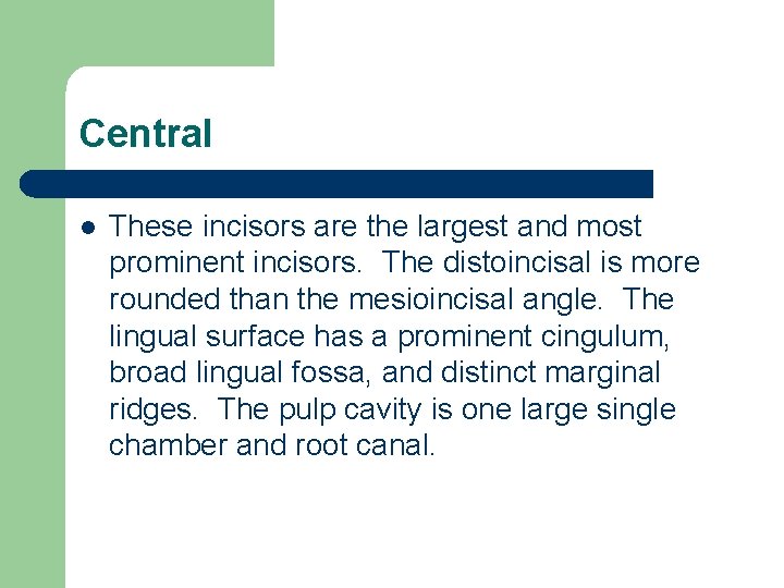 Central l These incisors are the largest and most prominent incisors. The distoincisal is