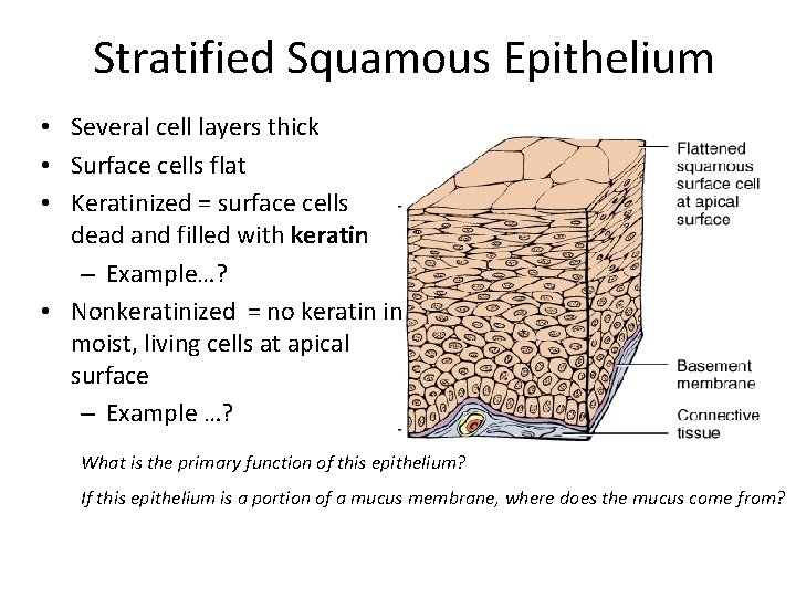 Stratified Squamous Epithelium • Several cell layers thick • Surface cells flat • Keratinized