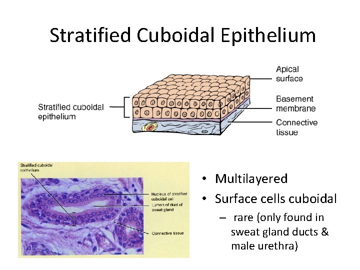 Stratified Cuboidal Epithelium • Multilayered • Surface cells cuboidal – rare (only found in