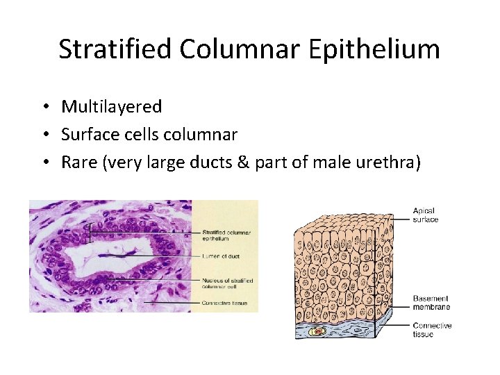 Stratified Columnar Epithelium • Multilayered • Surface cells columnar • Rare (very large ducts