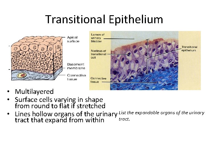 Transitional Epithelium • Multilayered • Surface cells varying in shape from round to flat
