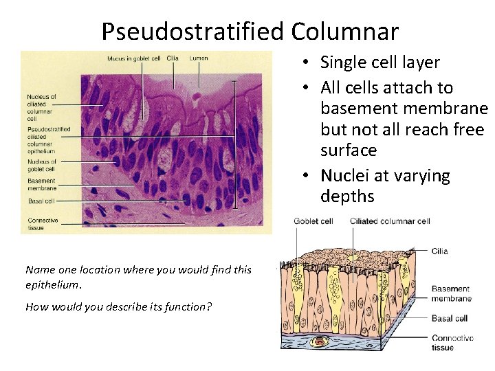 Pseudostratified Columnar • Single cell layer • All cells attach to basement membrane but