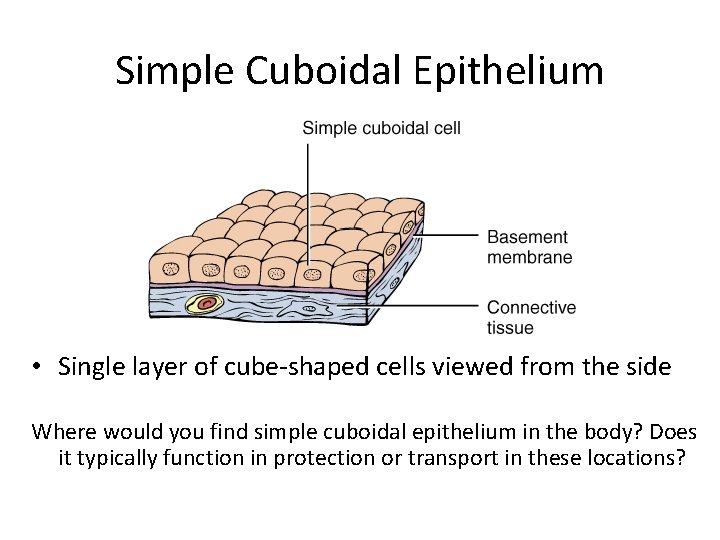 Simple Cuboidal Epithelium • Single layer of cube-shaped cells viewed from the side Where