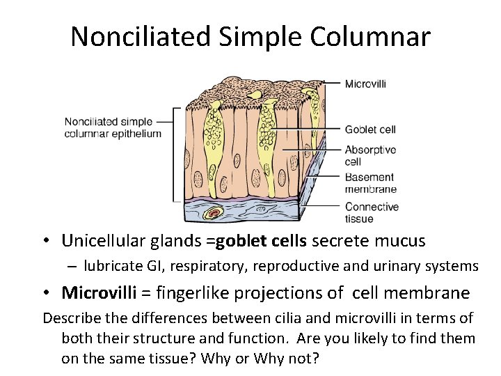 Nonciliated Simple Columnar • Unicellular glands =goblet cells secrete mucus – lubricate GI, respiratory,