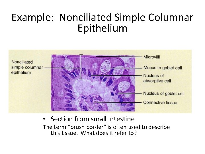 Example: Nonciliated Simple Columnar Epithelium • Section from small intestine The term “brush border”