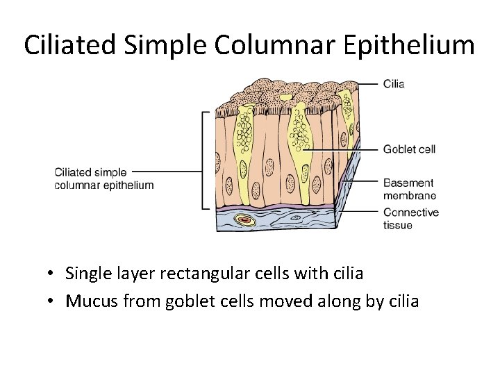 Ciliated Simple Columnar Epithelium • Single layer rectangular cells with cilia • Mucus from