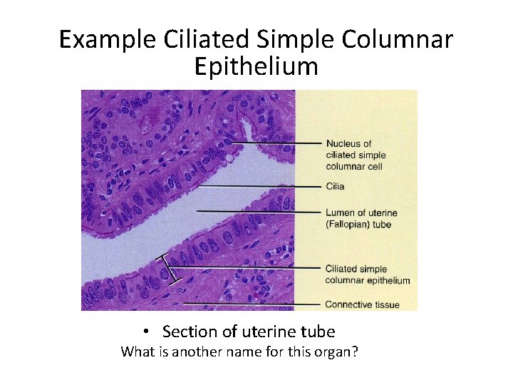 Example Ciliated Simple Columnar Epithelium • Section of uterine tube What is another name