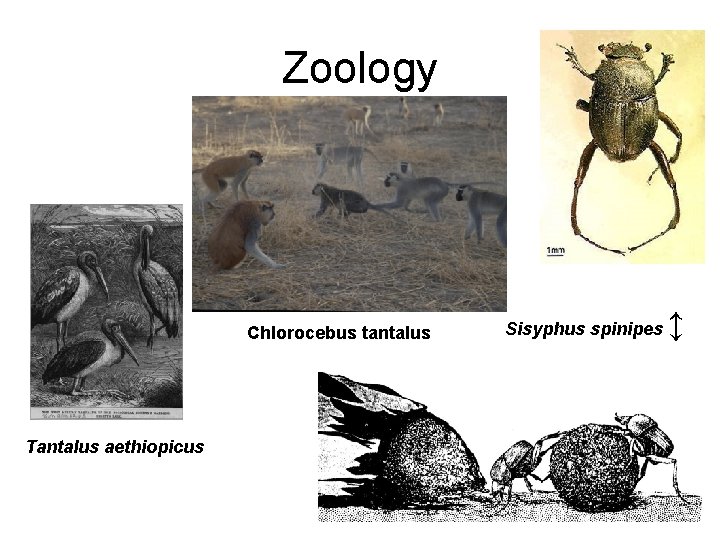 Zoology Chlorocebus tantalus Tantalus aethiopicus Sisyphus spinipes ↕ 