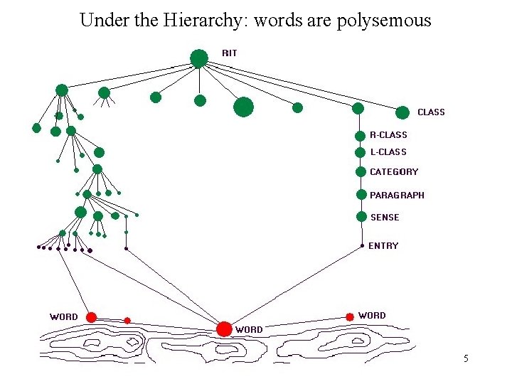 Under the Hierarchy: words are polysemous 5 