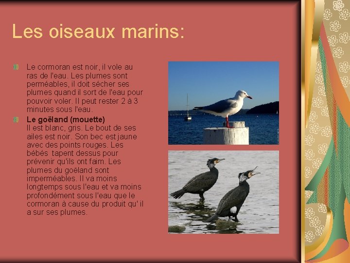 Les oiseaux marins: Le cormoran est noir, il vole au ras de l'eau. Les