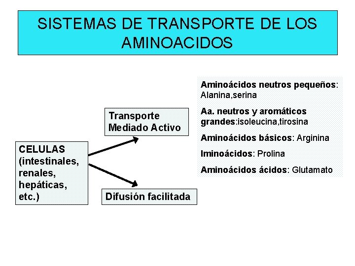 SISTEMAS DE TRANSPORTE DE LOS AMINOACIDOS Aminoácidos neutros pequeños: Alanina, serina Transporte Mediado Activo