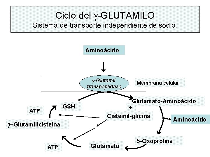 Ciclo del g-GLUTAMILO Sistema de transporte independiente de sodio. Aminoácido g-Glutamil transpeptidasa GSH ATP