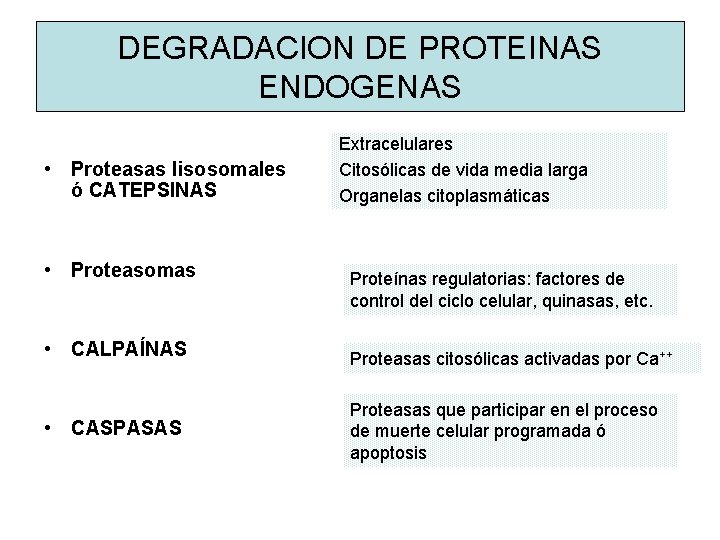 DEGRADACION DE PROTEINAS ENDOGENAS • Proteasas lisosomales ó CATEPSINAS • Proteasomas • CALPAÍNAS •