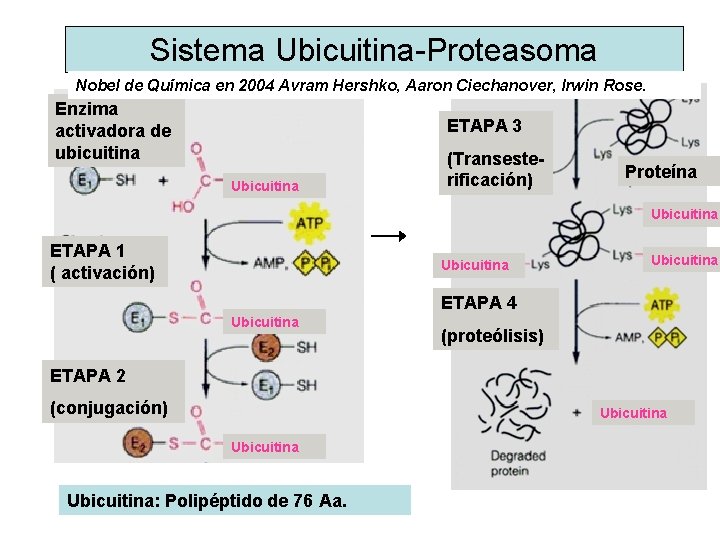 Sistema Ubicuitina-Proteasoma Nobel de Química en 2004 Avram Hershko, Aaron Ciechanover, Irwin Rose. Enzima Sistema Ubicuitina-Proteasoma Nobel de Química en 2004 Avram Hershko, Aaron Ciechanover, Irwin Rose. Enzima