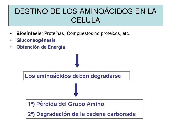 DESTINO DE LOS AMINOÁCIDOS EN LA CELULA • Biosíntesis: Proteínas, Compuestos no proteicos, etc.