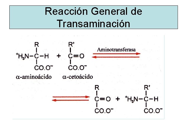 Reacción General de Transaminación Reacción General de Transaminación