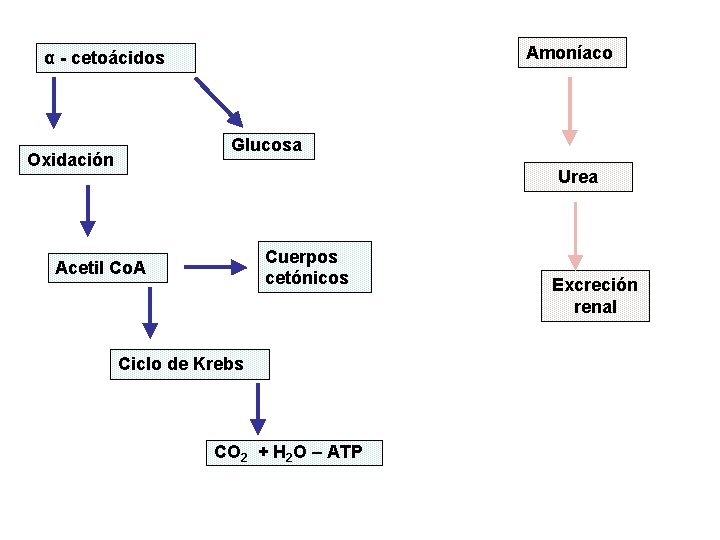 Amoníaco α - cetoácidos Glucosa Oxidación Urea Cuerpos cetónicos Acetil Co. A Ciclo de