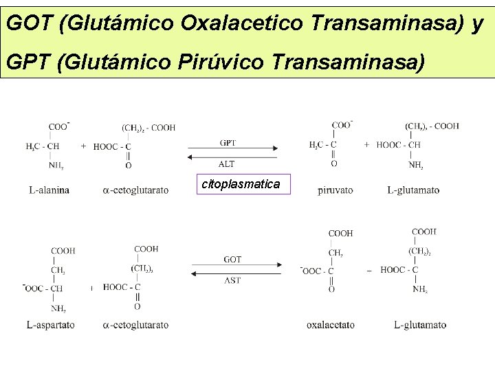 GOT (Glutámico Oxalacetico Transaminasa) y GPT (Glutámico Pirúvico Transaminasa) citoplasmatica 