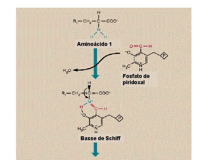 Aminoácido 1 Fosfato de piridoxal Basse de Schiff 
