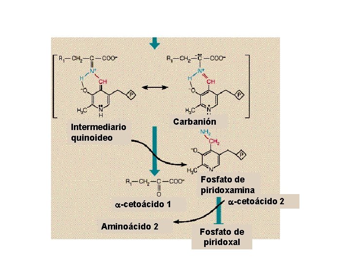 Intermediario quinoideo a-cetoácido 1 Aminoácido 2 Carbanión Fosfato de piridoxamina a-cetoácido 2 Fosfato de Intermediario quinoideo a-cetoácido 1 Aminoácido 2 Carbanión Fosfato de piridoxamina a-cetoácido 2 Fosfato de