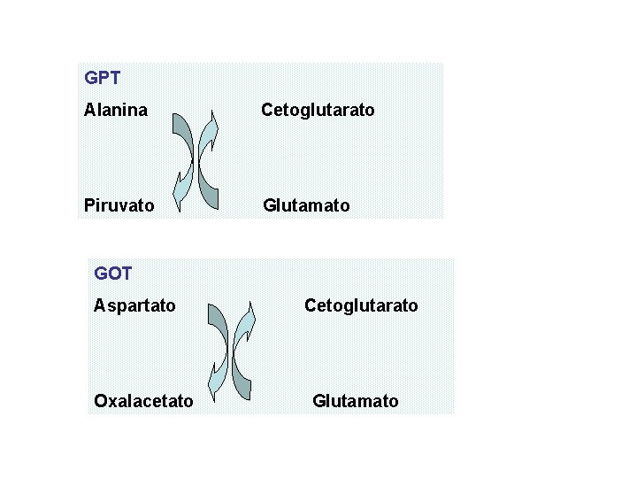 GPT Alanina Cetoglutarato Piruvato Glutamato GOT Aspartato Oxalacetato Cetoglutarato Glutamato 