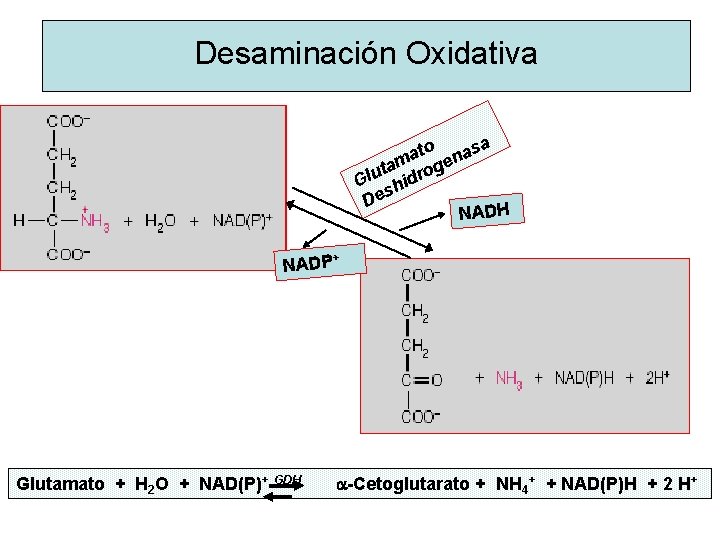 Desaminación Oxidativa to nasa a tam roge u l G hid s De NADH