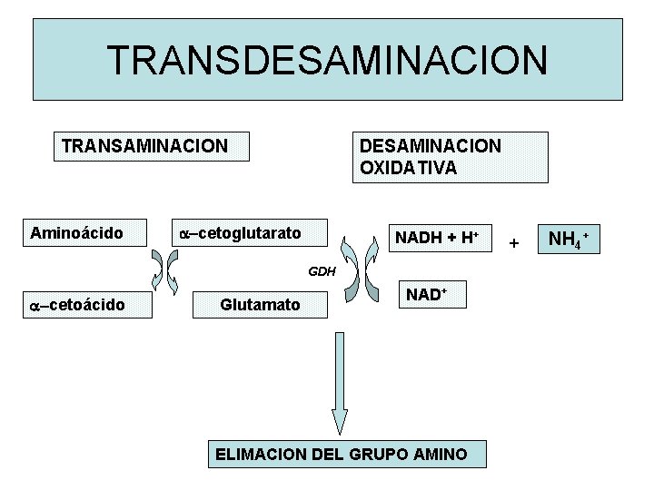 TRANSDESAMINACION TRANSAMINACION Aminoácido DESAMINACION OXIDATIVA a-cetoglutarato NADH + H+ GDH a-cetoácido Glutamato NAD+ ELIMACION