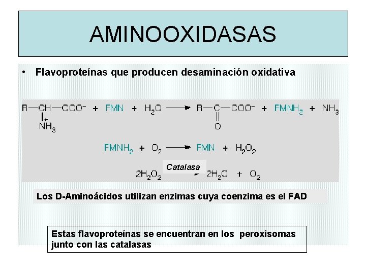 AMINOOXIDASAS • Flavoproteínas que producen desaminación oxidativa Catalasa Los D-Aminoácidos utilizan enzimas cuya coenzima