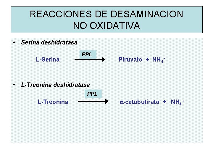 REACCIONES DE DESAMINACION NO OXIDATIVA • Serina deshidratasa L-Serina PPL Piruvato + NH 4+ REACCIONES DE DESAMINACION NO OXIDATIVA • Serina deshidratasa L-Serina PPL Piruvato + NH 4+