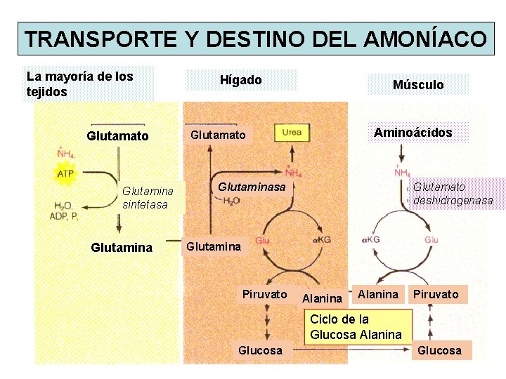 TRANSPORTE Y DESTINO DEL AMONÍACO La mayoría de los tejidos Glutamato Glutamina sintetasa Glutamina